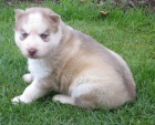 Sibi�sk� husky-