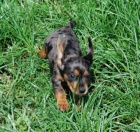 Jezev��k hladkosrst� trp/kr�l.