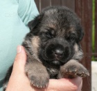 Prod�m �t��ata NO s PP