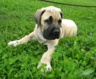 �t��ata Boerboel na prodej, �pi�kov� rodi�e