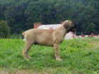 �t��ata Boerboel na prodej, �pi�kov� rodi�e