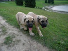 �t��ata Boerboel na prodej, �pi�kov� rodi�e