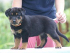 Beauceron �t�n� - zahrani�n� kryt�