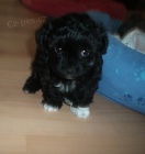 �t���tka Barevn�ho Bolo�sk�ho ps�ka