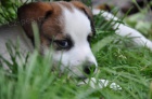 Jack Russell terrier s PPm - pejsek na kr�tk�ch no