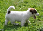 Jack Russell terrier s PPm - pejsek na kr�tk�ch no