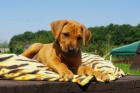 Rhodesian Ridgeback �t��ata s PP