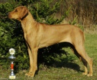 Rhodesian Ridgeback �t��ata s PP