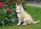 Sibi�sk� husky-