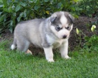 Sibi�sk� husky-