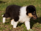 prod�m �t�n�tka sheltie