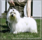 Malt�z��ek s PP