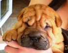�t���tka Shar Pei s PP