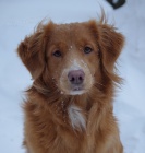 nova scotia duck tolling retr�vr