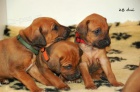 Rhod�sk� ridgeback- �T���TKA