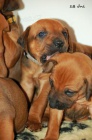 Rhod�sk� ridgeback- �T���TKA