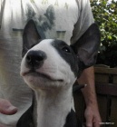 BHullterier-kr�sn� �t���tka s PP