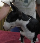 BHullterier-kr�sn� �t���tka s PP