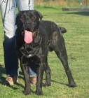 Cane corso - 10ti m�s��n� pes