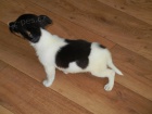 KR�SN� PEJSEK JACK RUSSELL TERIER - TRIKOLOR, RODI�E S PP -