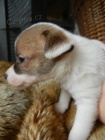 PEJSEK JACK RUSSELL TERIER, RODI�E S PP, KR�SN� ZBARVEN� 