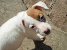 LUXUSN� FENE�KA JACK RUSSELL TERIER, PO PAP�ROV�CH RODI��CH