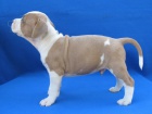 AMSTAFF �teniatka