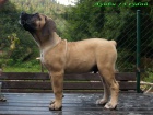 boerboel �t���tka