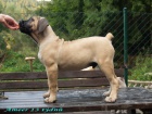 boerboel �t���tka