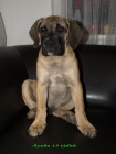 boerboel �t���tka