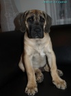 boerboel �t���tka