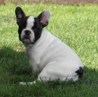 Francouzsk� buldo�ek - �t��ata s PP