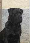 Cane corso - �t��ata s PP