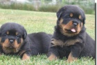 Rottweiler - �t��ata s pr�kazem p�vodu