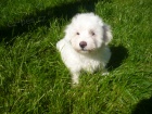 Coton de Tul�ar