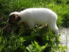 JACK RUSSELL TERIER - DRSNOSRST� FENE�KA!