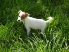 LUXUSN� PEJSEK JACK RUSSELL TERIER - RODI�E S PP!