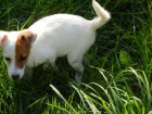 LUXUSN� PEJSEK JACK RUSSELL TERIER - RODI�E S PP!