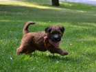 Fene�ka Irish  Soft  Coated  Wheaten Terri�ra 