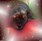 Yorkshire - jork��rsk� - york��rsk� teri�r s PP