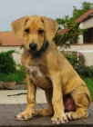 Rhodesian Ridgeback �t��ata s PP k odb�ru