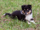 prodam �tenatko Sheltie
