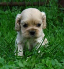 Americk� kokr�pan�l