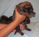 Tosa Inu - �t���tkka s PP