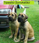 �t��ata Boerboel na prodej, �pi�kov� rodi�e