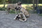 �t��ata Boerboel na prodej, �pi�kov� rodi�e