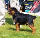 Grifonek belgick� a brabant�k s PP