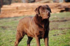 �okol�dov� labradorsk� retriever ke kryt�-