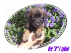 PROD�M �T��ATA - BELGICK� OV��K MALINOIS S PP