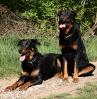 Beauceron - francouzsk� ov��k